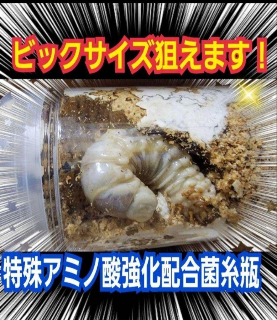 ヒマラヤひらたけ菌糸瓶1500ml 【５本】トレハロース、キトサン強化配合！