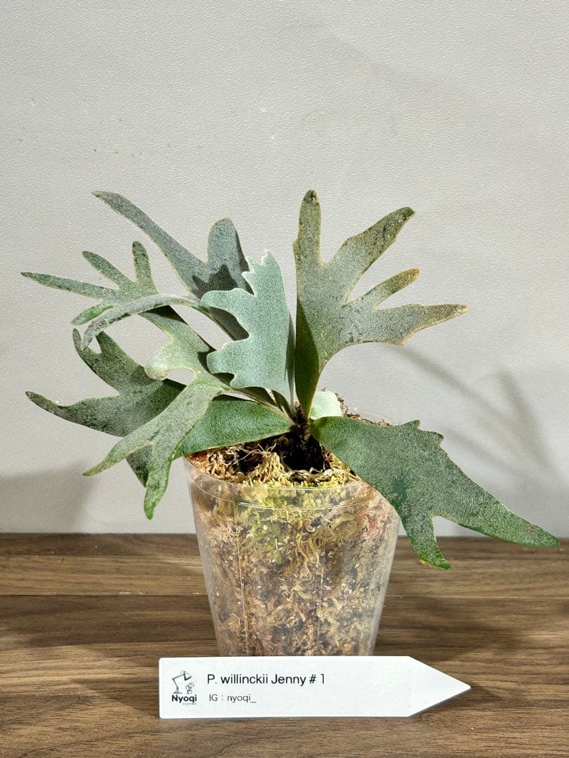 P. Willinckii Jenny #1 (TC)【6】