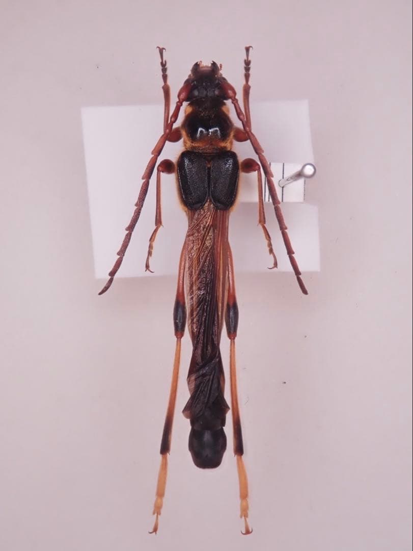 オニホソコバネカミキリ