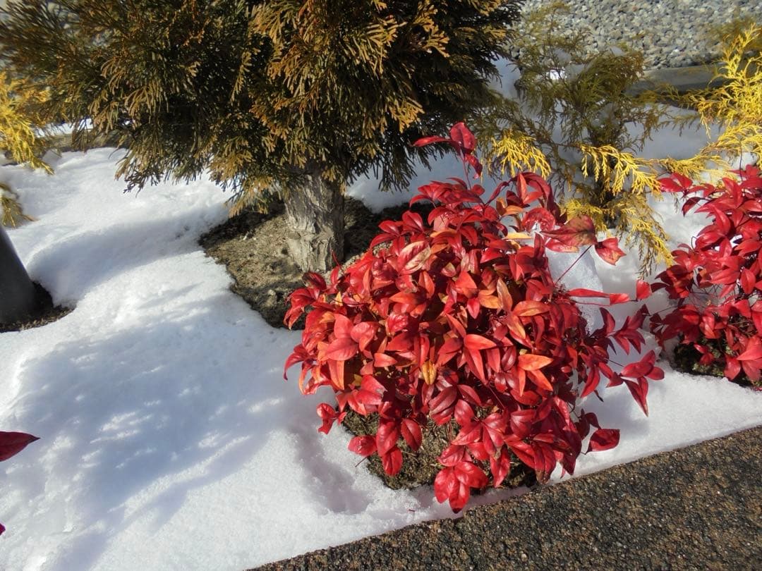 SONY デジカメ Cyber-shot DSC-W810 ピンク 動作品