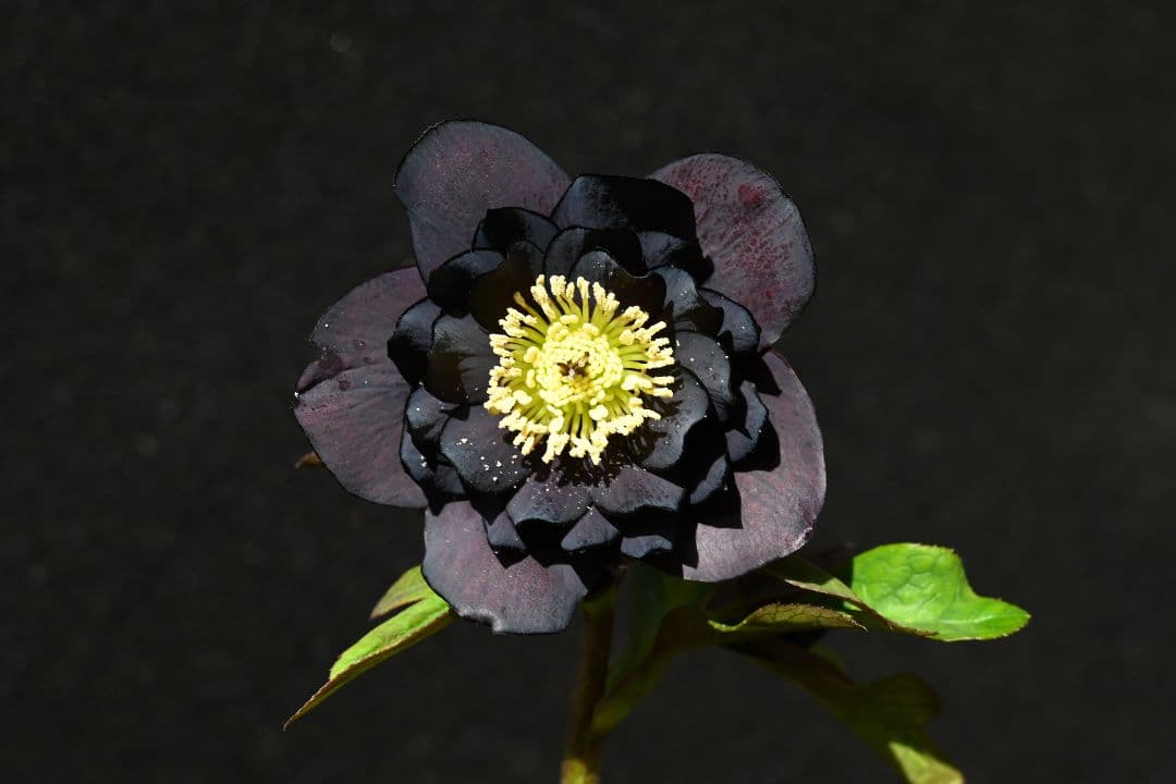 クリスマスローズ　ddブラック　加藤農園