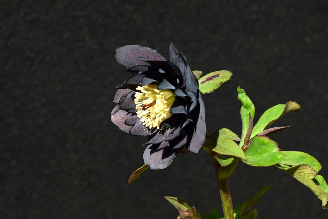 クリスマスローズ　ddブラック　加藤農園