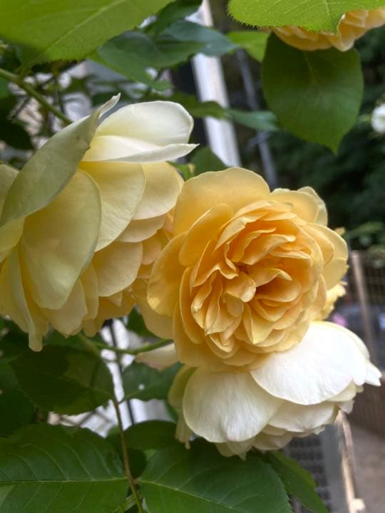 ♡M 様ご確認用です♡