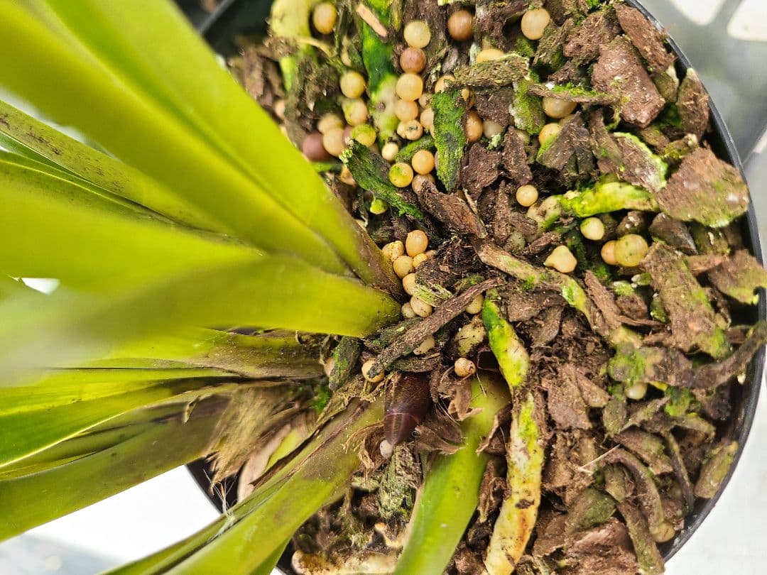 ミスマフェット。花芽合計11個。5鉢セット。蜜蜂誘引蘭。日本蜜蜂