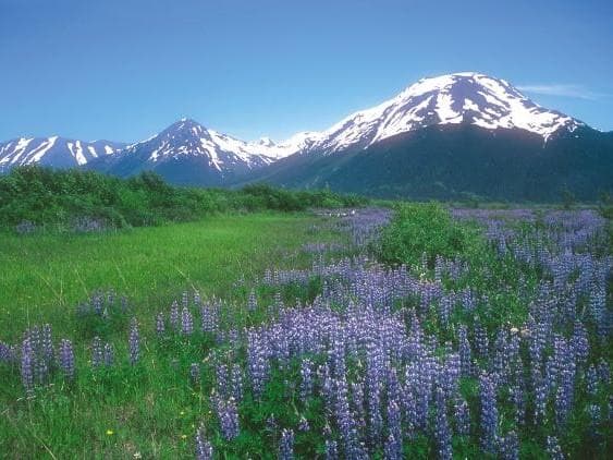 【予約品】ソウルサポートスプレー(60ml)　アラスカン　フラワーエッセンス