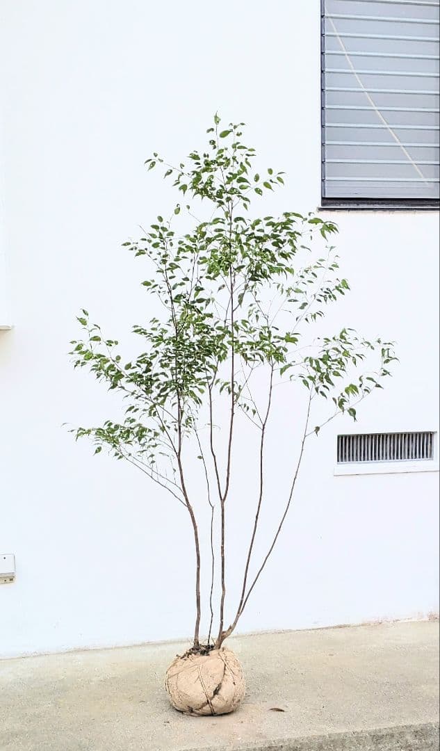 優秀。山採りハイノキ。