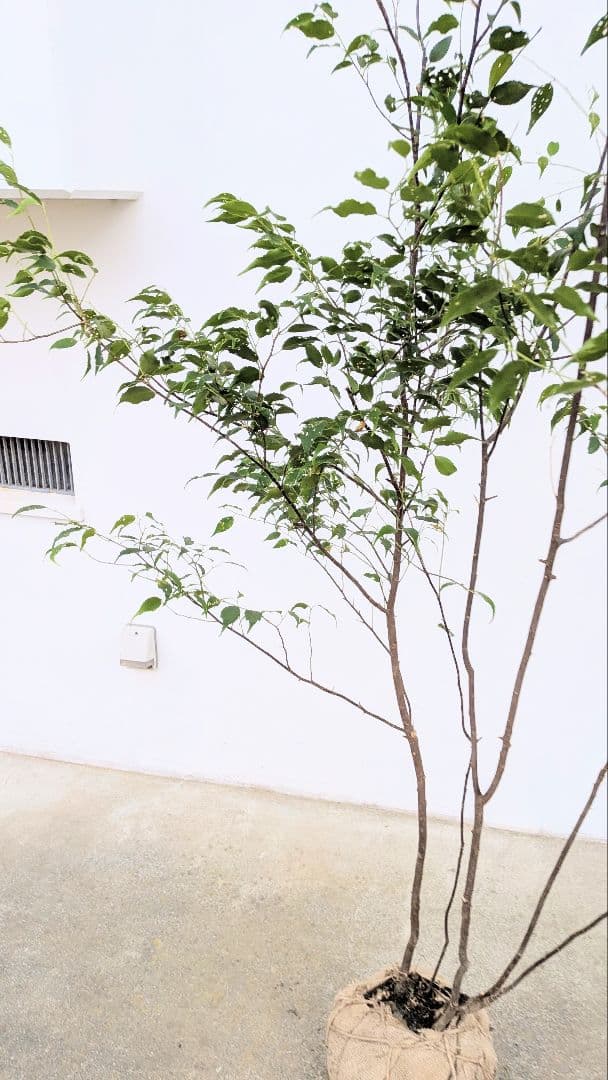 優秀。山採りハイノキ。