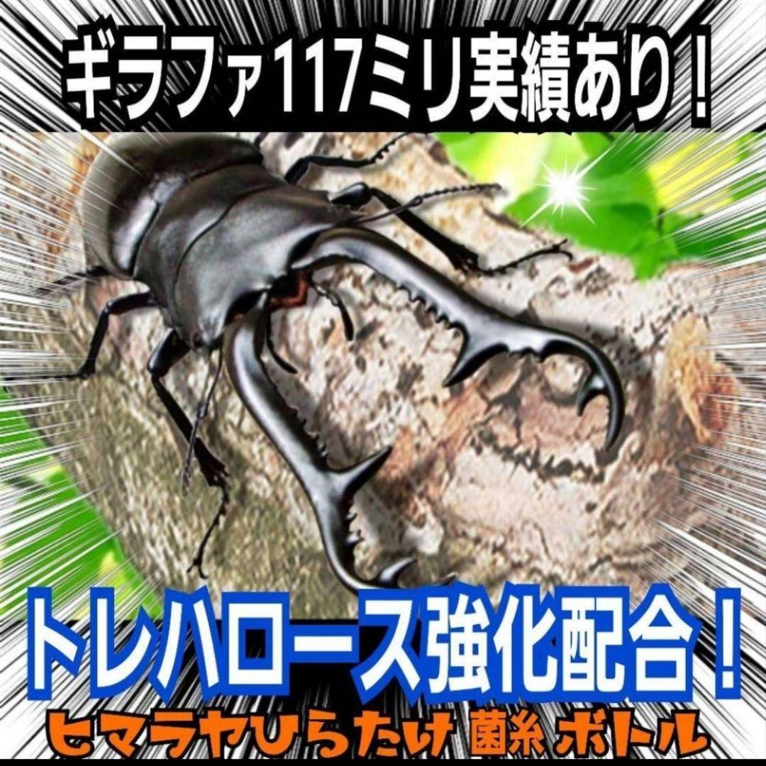 極上！ヒマラヤひらたけ菌糸瓶　800ml【10本】ニジイロクワガタにお薦め！