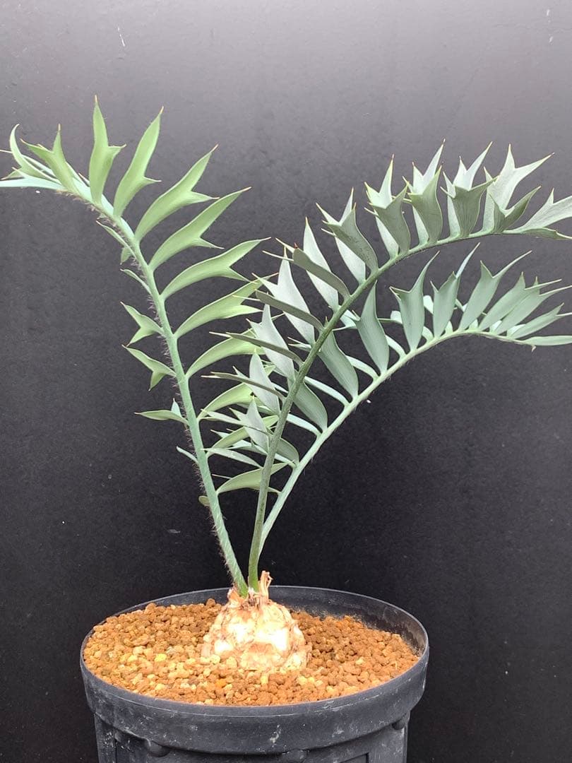 【発色良好】エンセファラルトス・ホリダス｜シャープ葉・優良個体No3-24