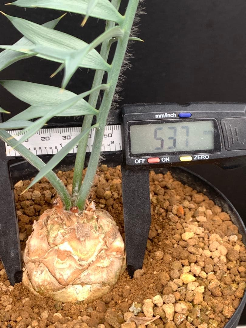 【発色良好】エンセファラルトス・ホリダス｜シャープ葉・優良個体No3-24