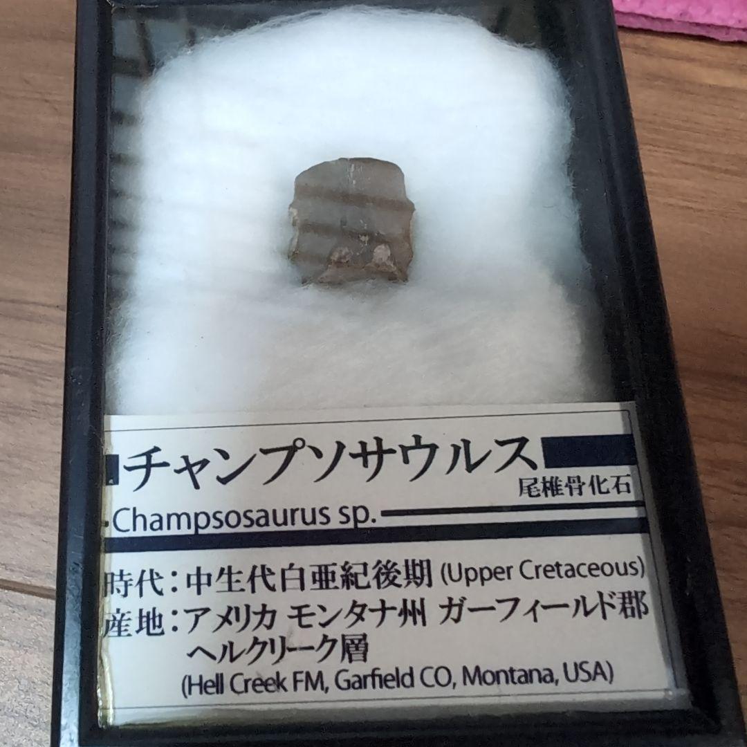 本物　中生代白亜紀　チャンプソサウルスの尾椎骨の化石　モンタナ　ラベルケース付き