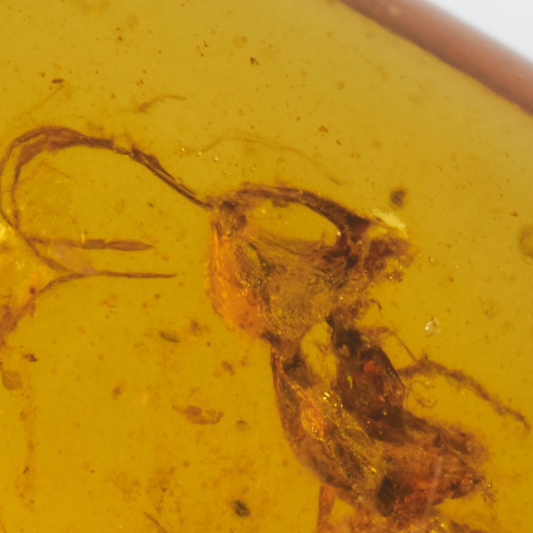 レア極上品 PA0098虫入り琥珀化石　ミャンマーカムティかタナイ9900万年前