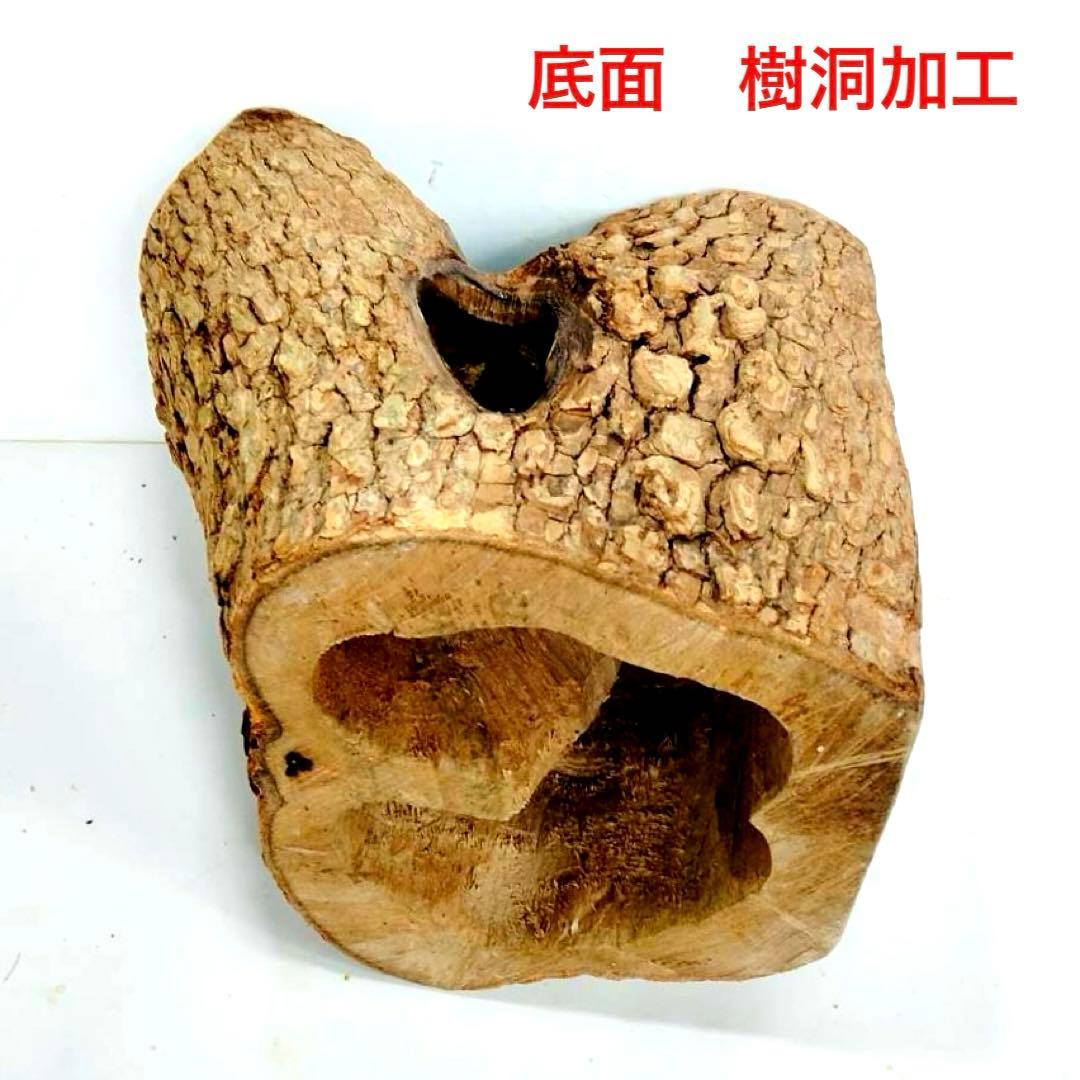 あ様 リクエスト 2点 まとめ商品　隠れ家　樹洞　クワリウム　エサ皿　クワガタ