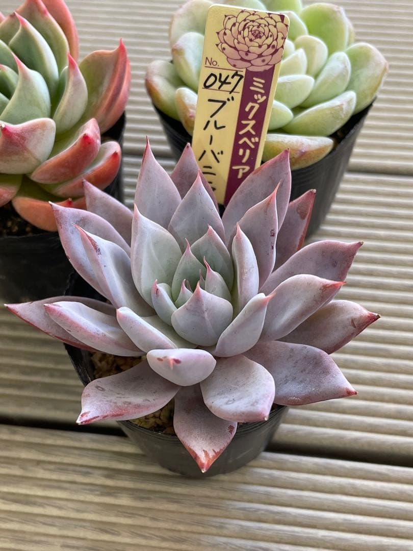 うぐいす　雲の花　ブルーバニラ　札付き　おらいさんミックスベリア　多肉植物