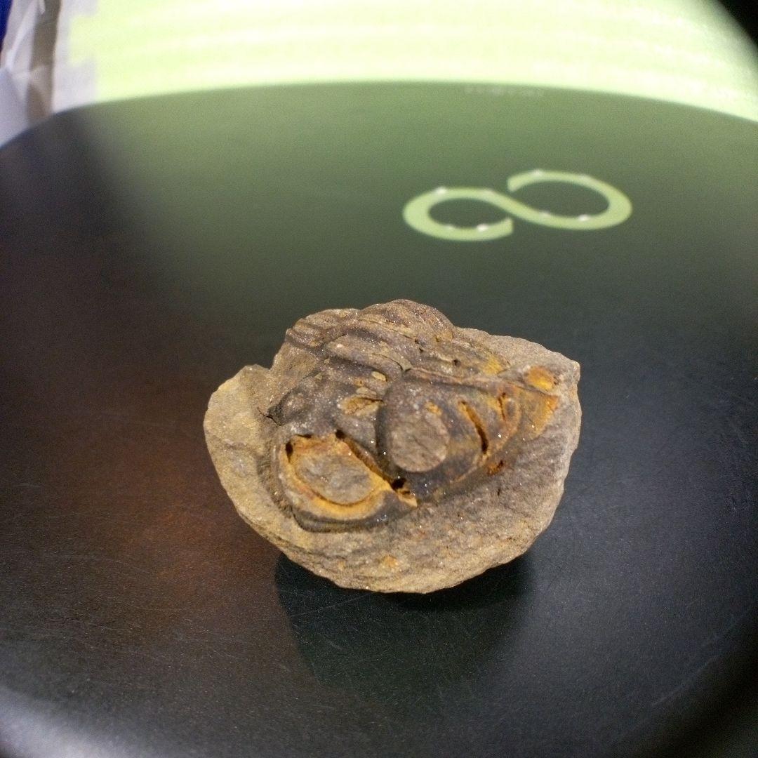 三葉虫　化石　fossil　ボリビア産　trilobite　三葉虫判別⑤