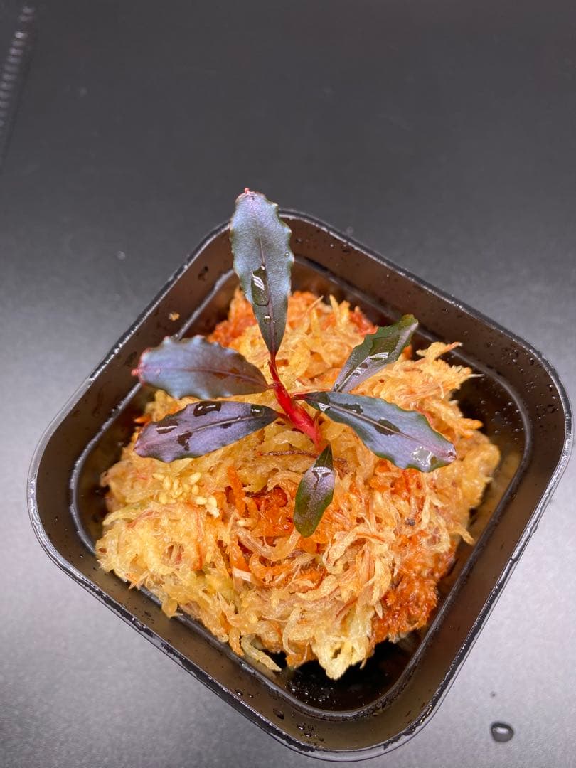 Bucephalandra sp.Ghost kalimantan ②