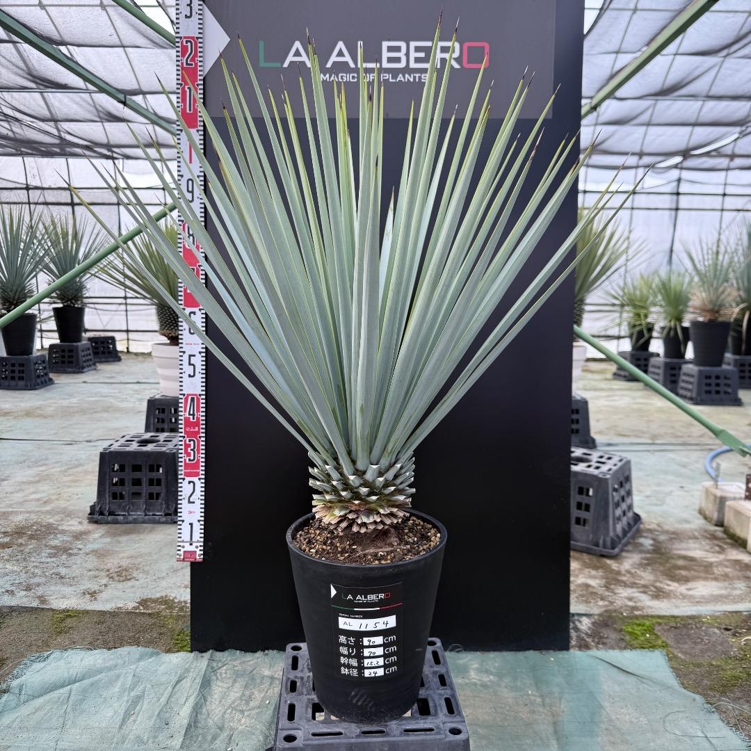 【AL1154】ユッカ　リギダ　ホワイト個体　24cm鉢
