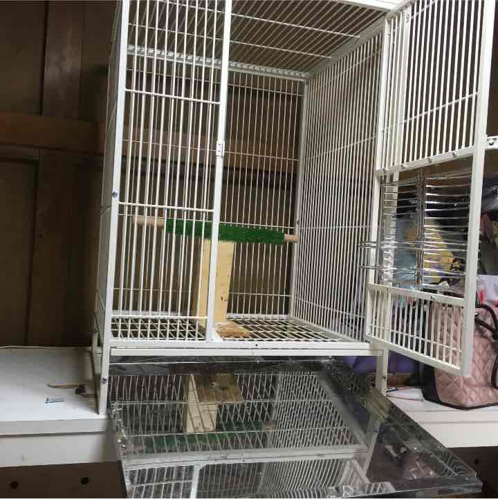 小動物。鳥。猿。イグアナ