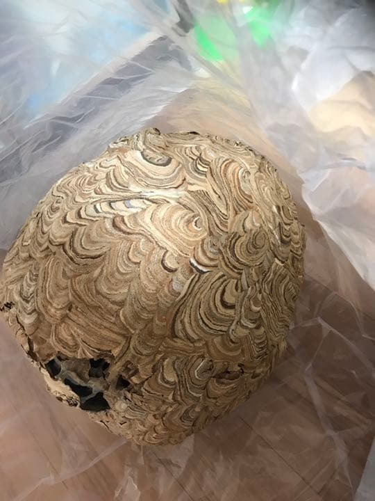 蜂の巣 40センチぐらい