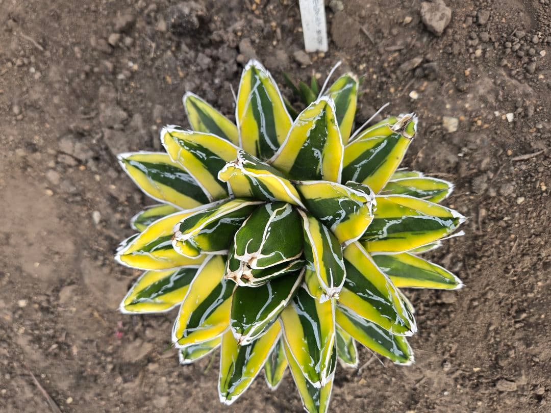 笹の雪　ダルマ輝山