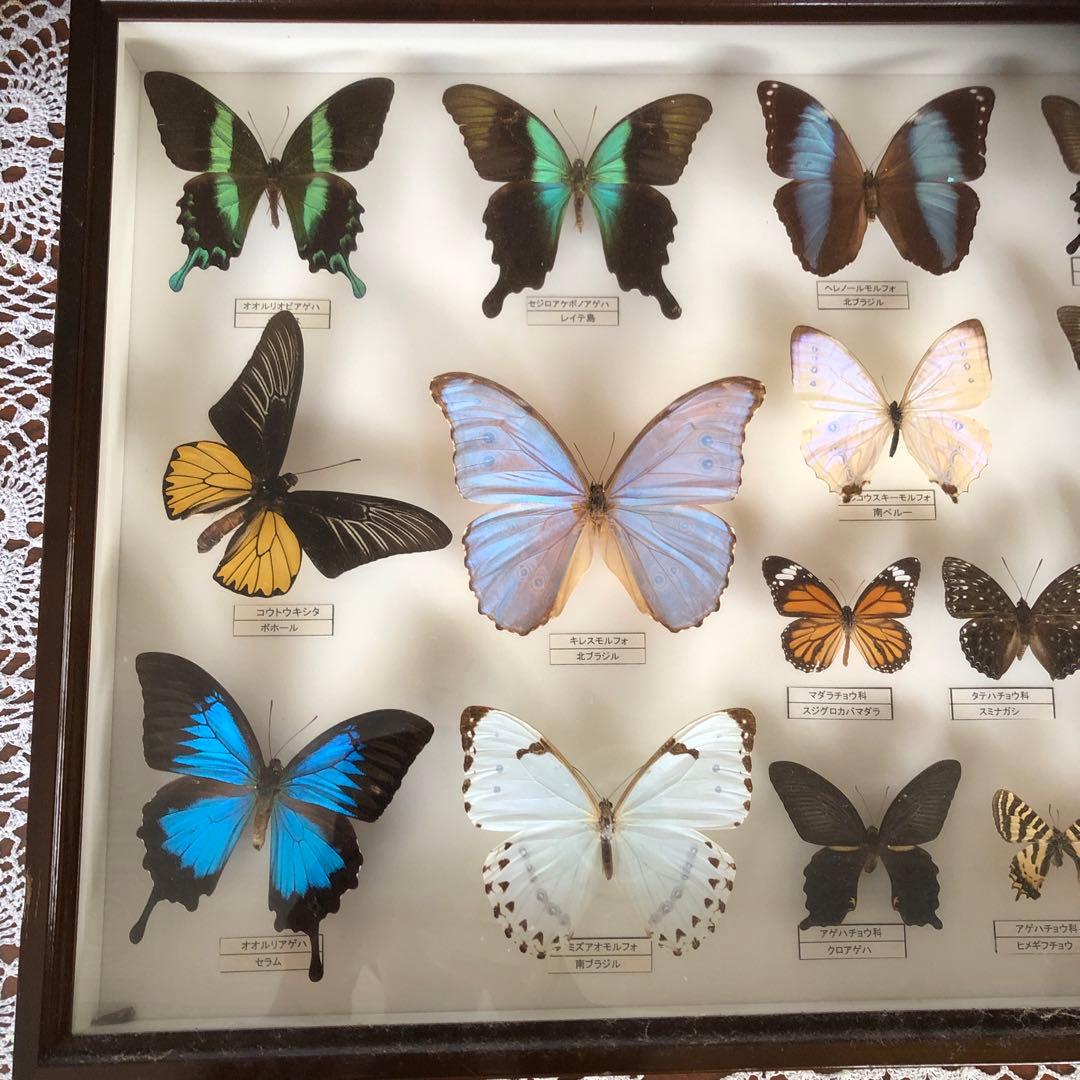 蝶の標本