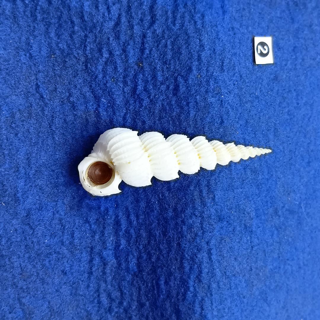 ②-1貝標本ヤエバイトカケ（蓋付）