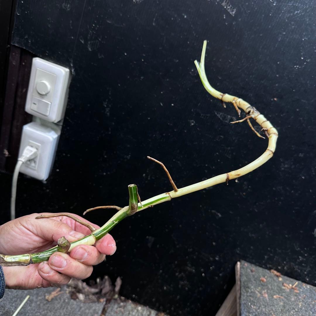 さ**様 斑入りモンステラホワイトタイガー大茎8株おまとめ