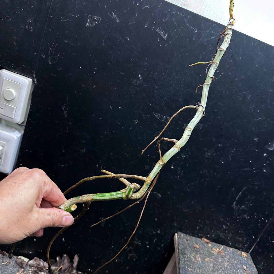 さ**様 斑入りモンステラホワイトタイガー大茎8株おまとめ