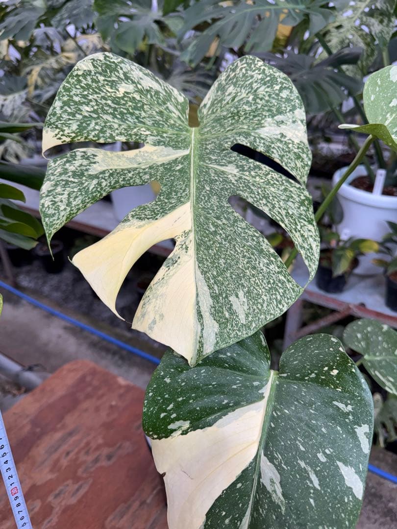 k*u様 1モンステラ　タイコンステレーション　スターライト