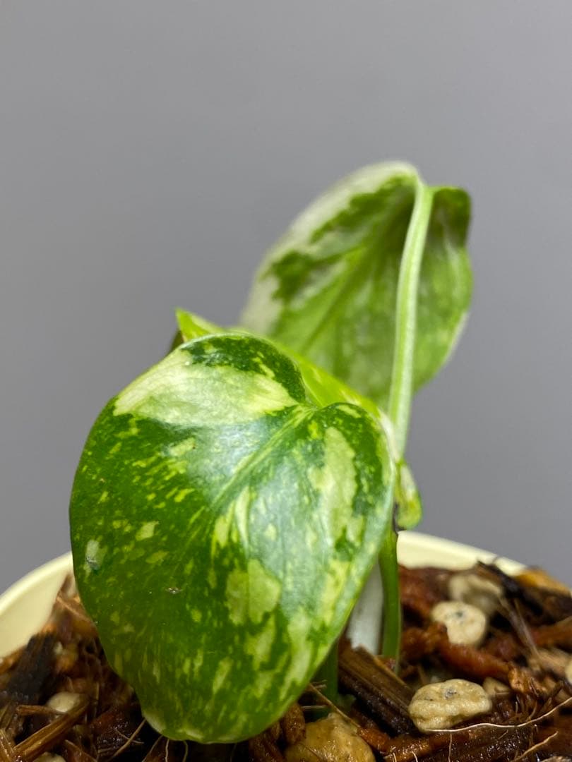 M*0様 ②【超希少‼️】モンステラ　エレクトロライト　斑入り　レア　人気　メル