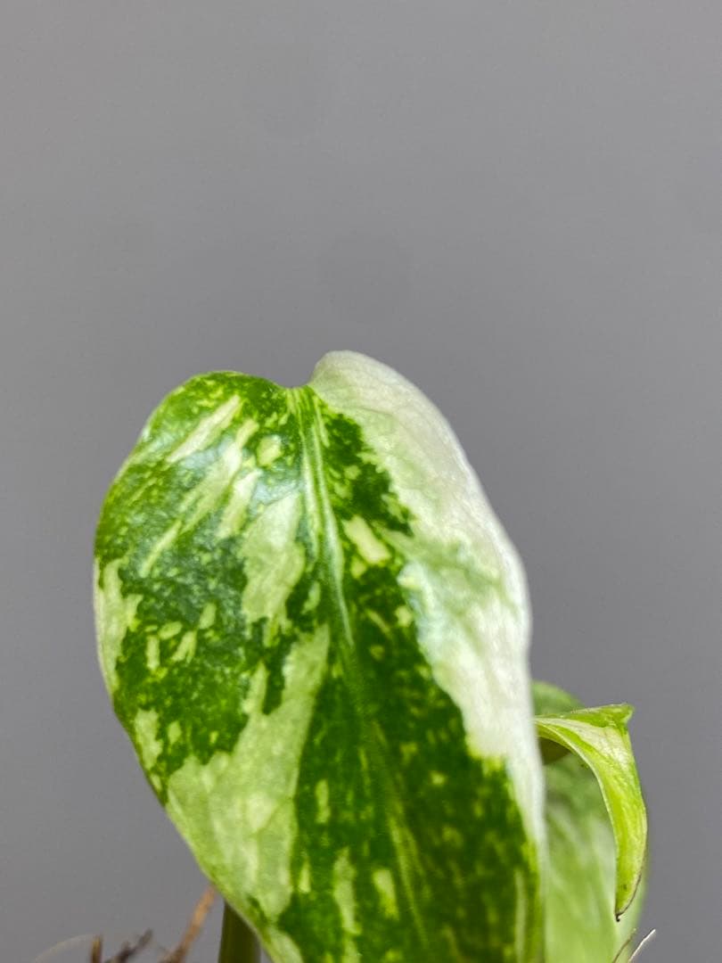 M*0様 ②【超希少‼️】モンステラ　エレクトロライト　斑入り　レア　人気　メル