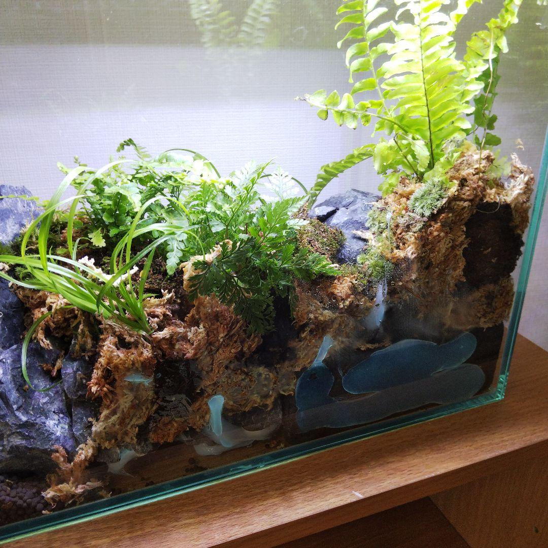【受注生産】アクアテラリウム　イモリウム　苔　水槽　苔テラリウム