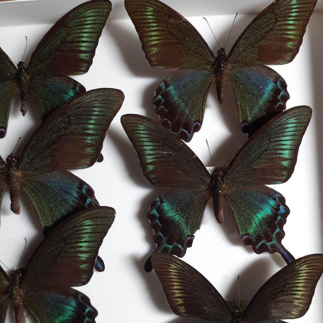 蝶標本　ミヤマカラスアゲハ(春型夏型　♂️♀53頭)大型ドイツ標本箱二箱入り