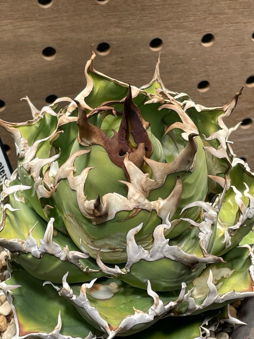 C*a様 アガベ　チタノタ　シーザー　親株　抜苗発送