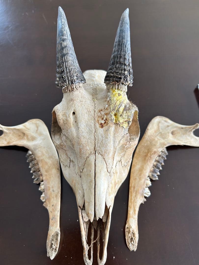 シカ　スカル　頭蓋骨　標本　カモシカ