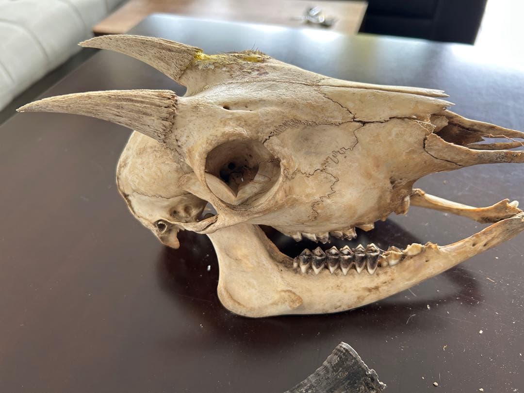 シカ　スカル　頭蓋骨　標本　カモシカ