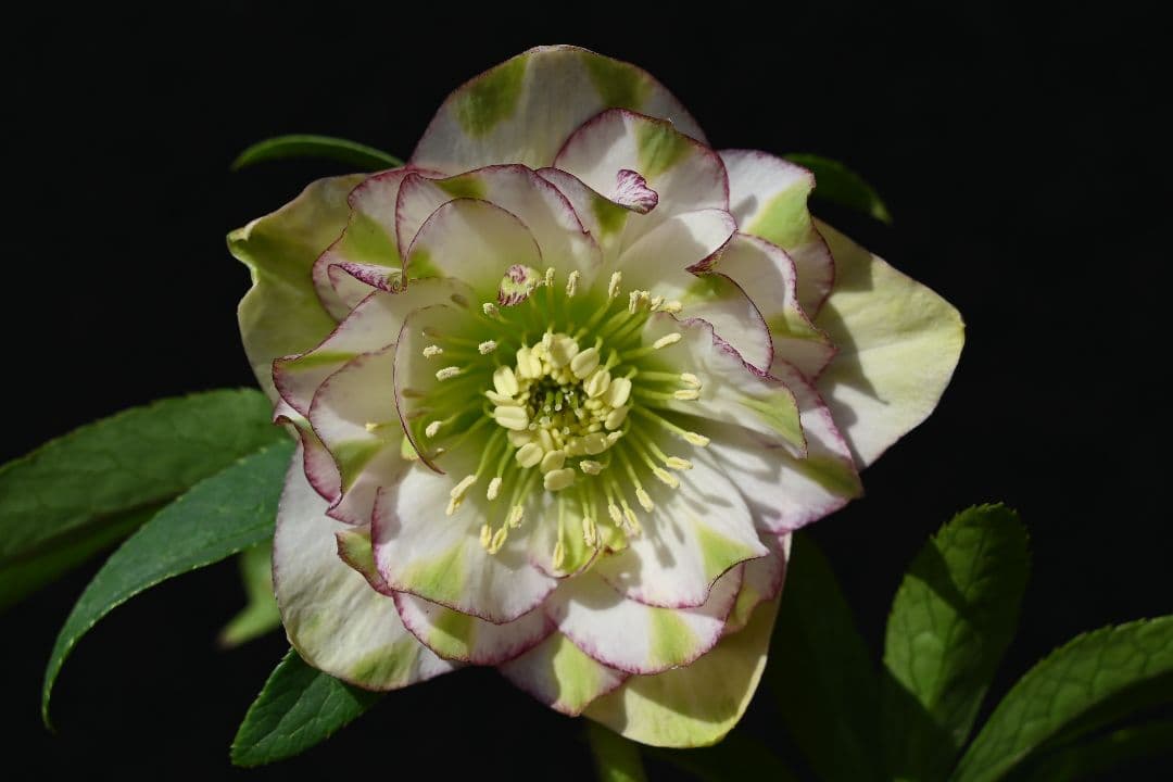 クリスマスローズ　ddホワイトグリーンリップピコティ　加藤農園