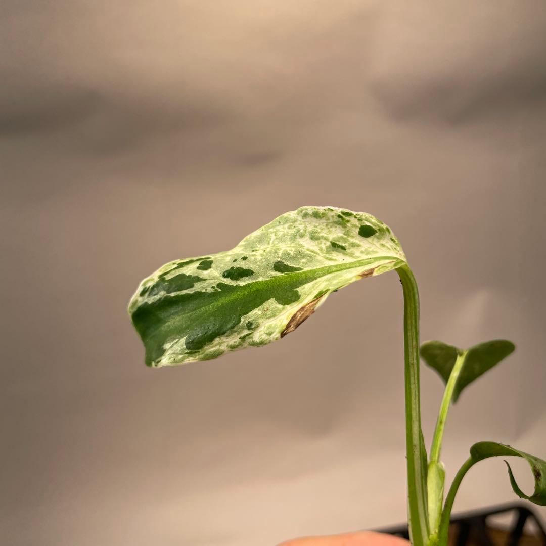 A12品種保証！斑入り保証Bulbasaurモンステラ バルバソー フシギダネ