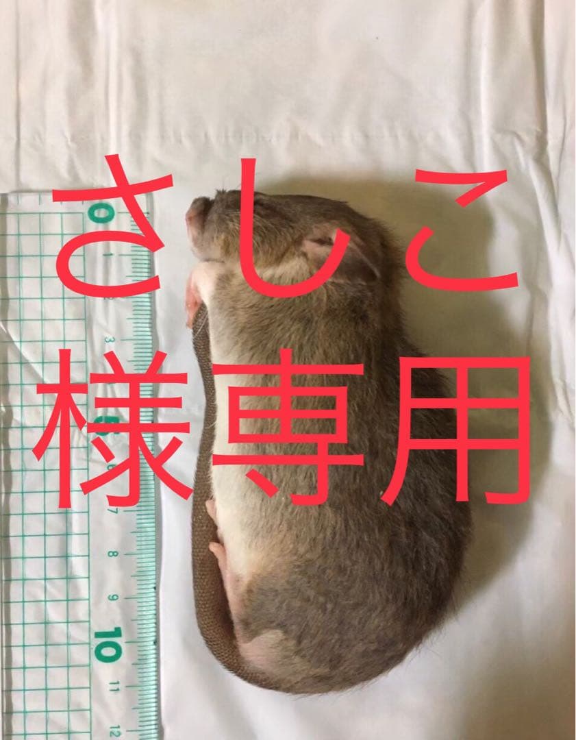 冷凍H10 S10 SM30 M20