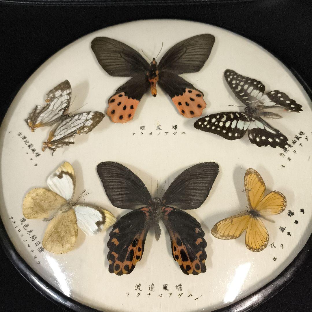 珍品★アトラスオオカバマダラ＜ヨナグニサン＞ 標本 611★他6種類
