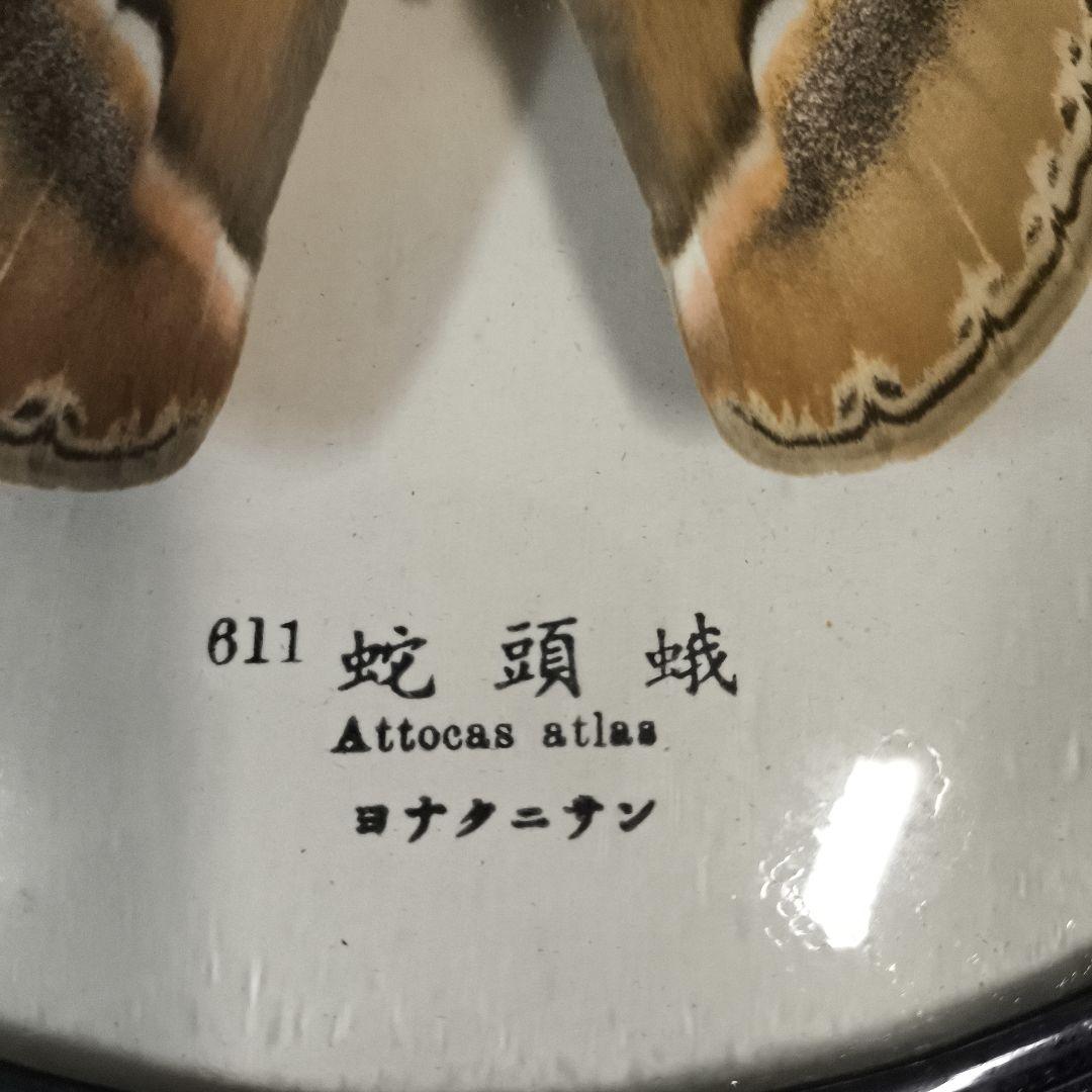 珍品★アトラスオオカバマダラ＜ヨナグニサン＞ 標本 611★他6種類
