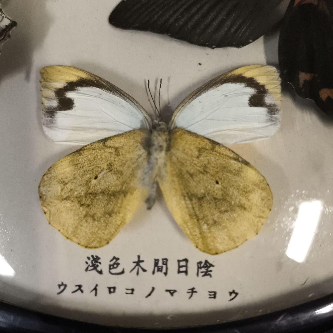 珍品★アトラスオオカバマダラ＜ヨナグニサン＞ 標本 611★他6種類