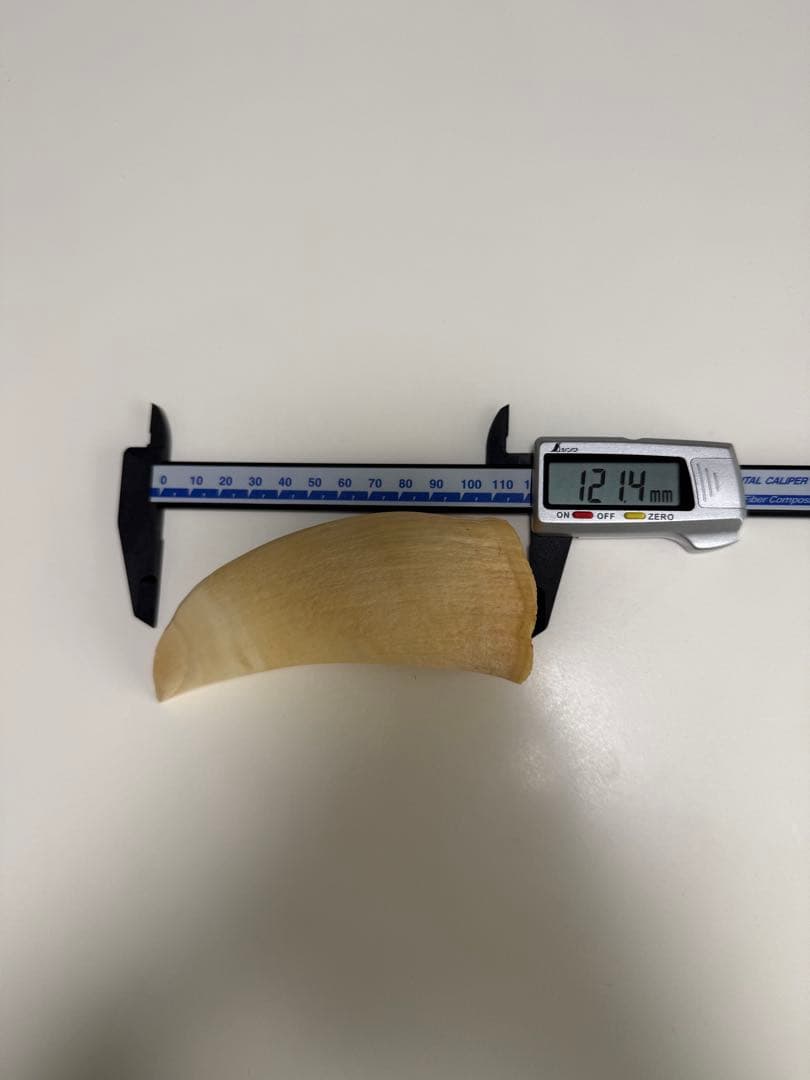 O*)様 天然素材 マッコウクジラ 歯 重さ181g 根付 鯨歯 印材 置物 彫