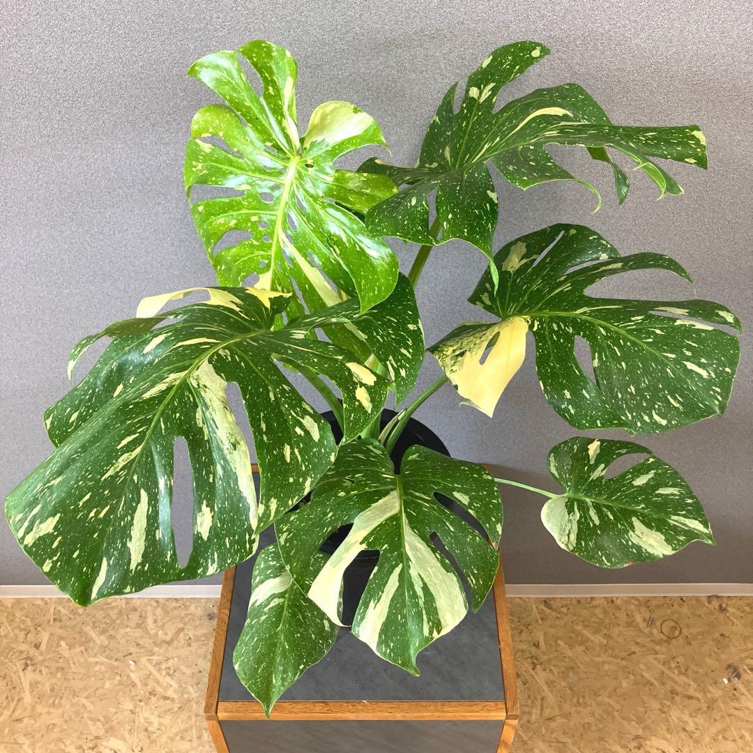 超希少❗️特大❗️超美斑❗️モンステラ　タイコンステレーション✨
