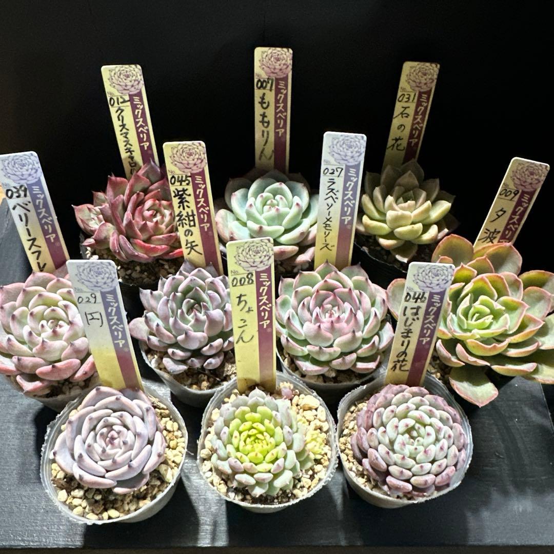 し*ん様 おらいさん苗10点セット　まだまだ成長お楽しみに♡ 札なし