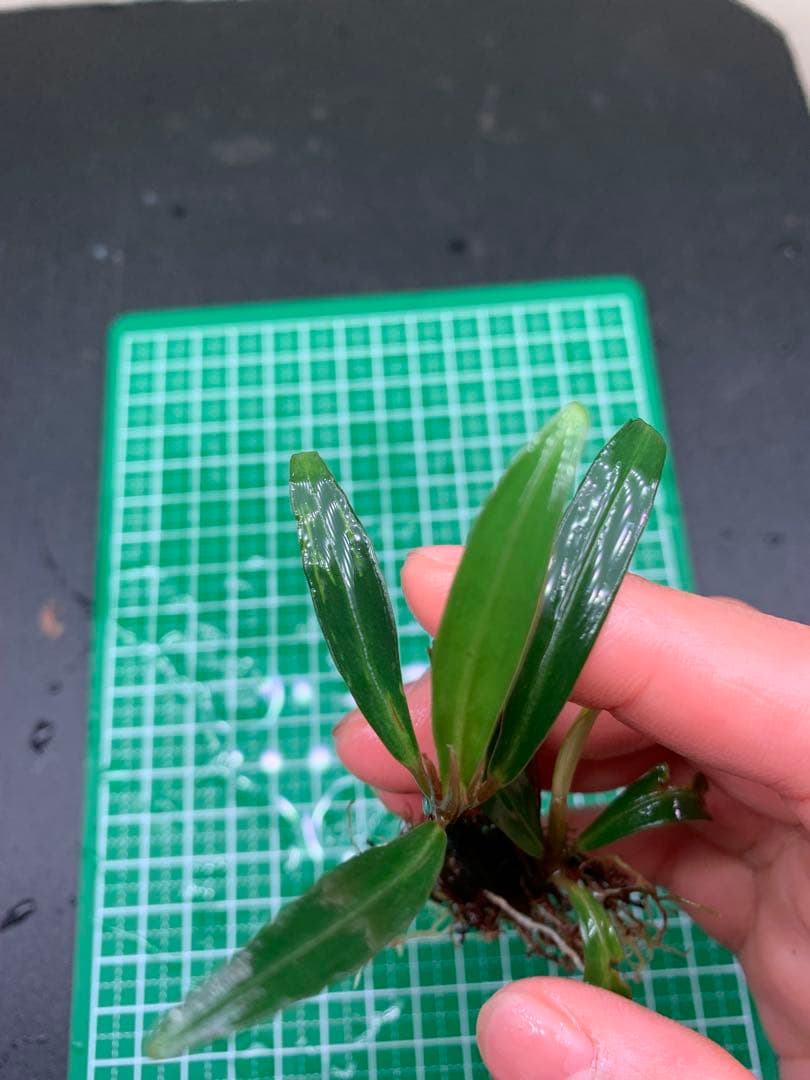 水草 Bucephalandra Gholiat Silver Dark Gray