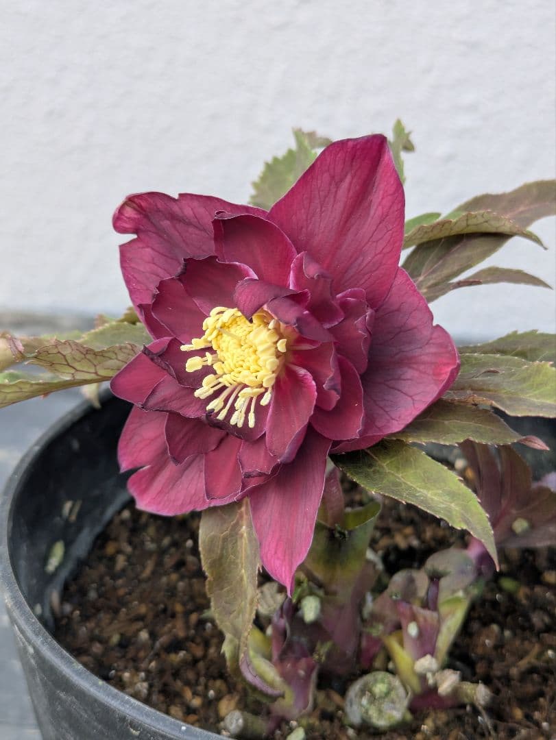 広瀬園芸 クリスマスローズ　ダブル 【ベルベットレッド】 極美個体