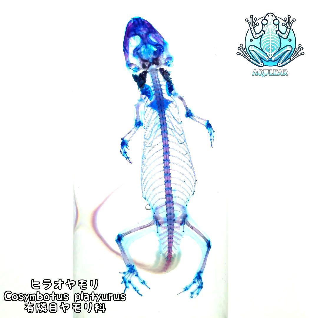 極美品【1点物】透明骨格標本ヒラオヤモリ① 約10cm