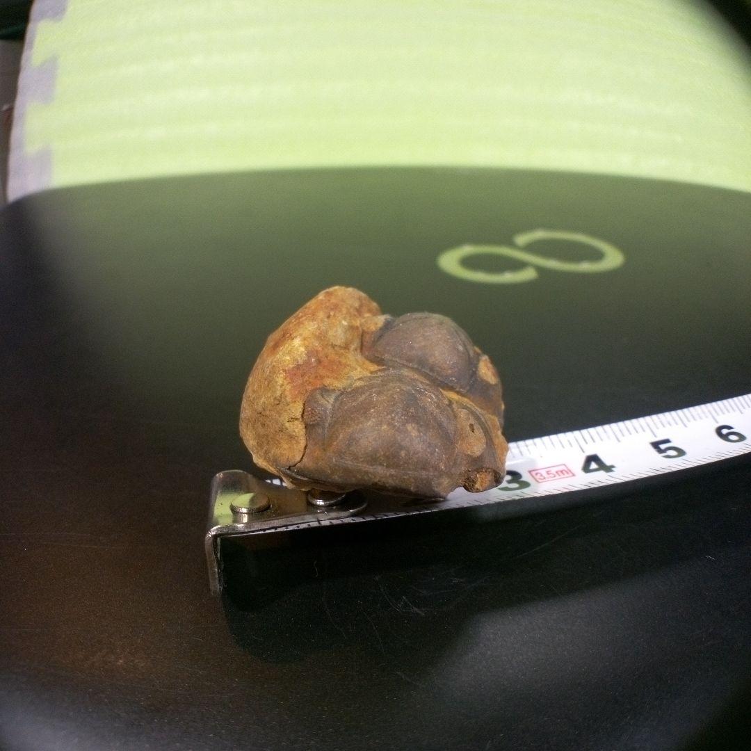 三葉虫　化石　fossil　ボリビア　trilobite　海生動物　三葉虫識別⑨