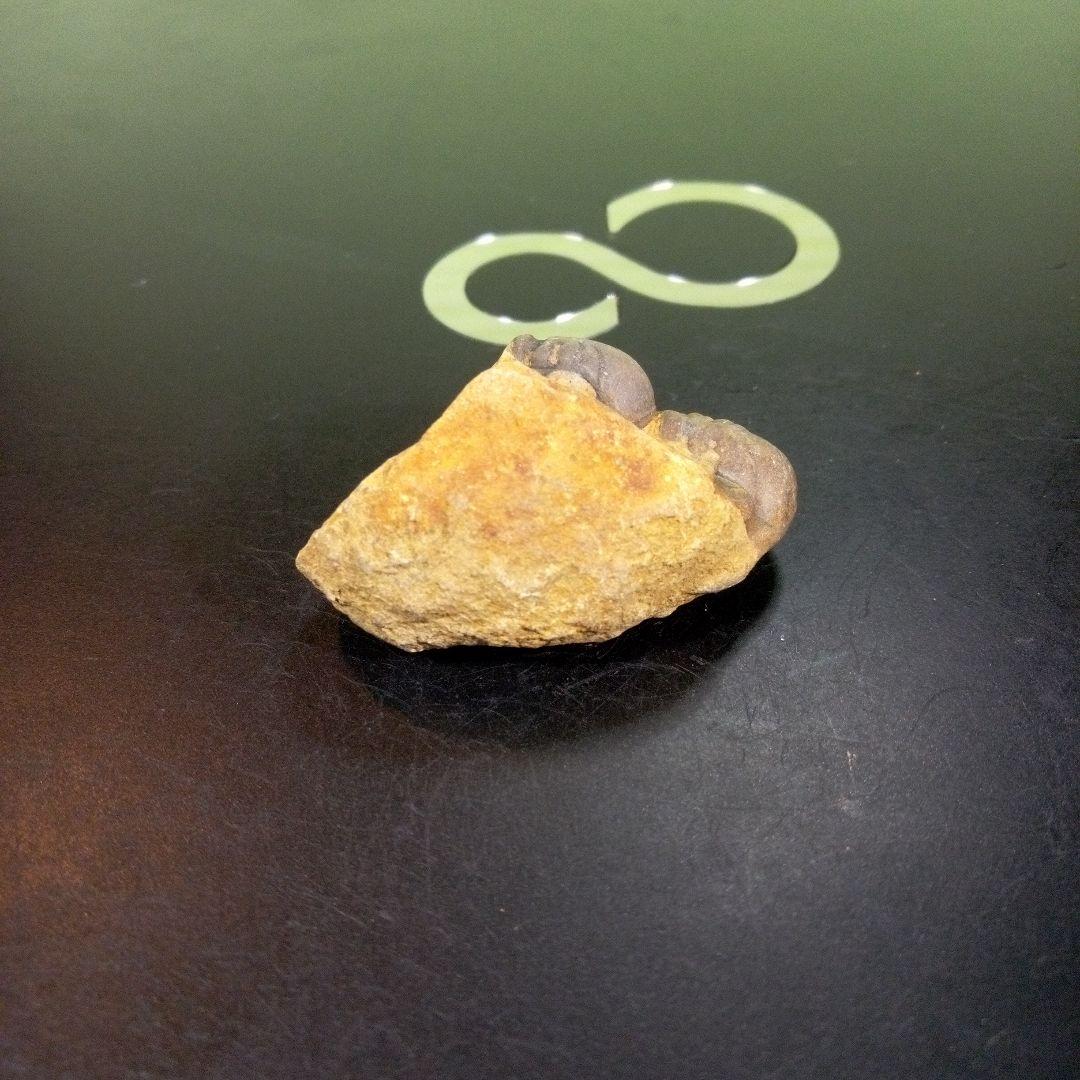 三葉虫　化石　fossil　ボリビア　trilobite　海生動物　三葉虫識別⑨